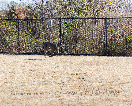 DogPark2023-47