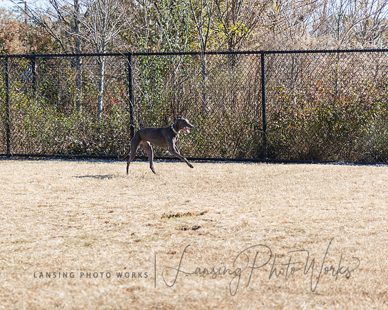 DogPark2023-48