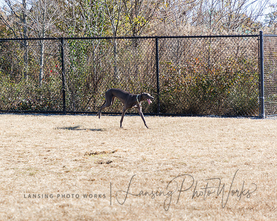 DogPark2023-49