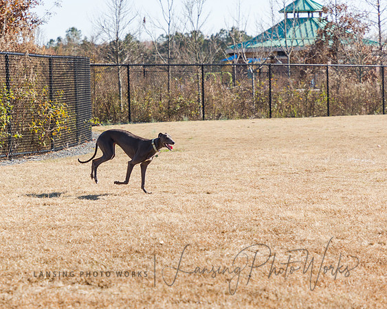 DogPark2023-50