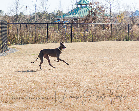 DogPark2023-51