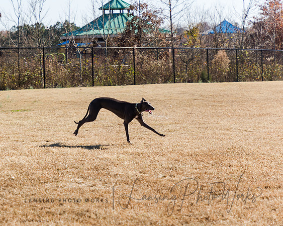 DogPark2023-52