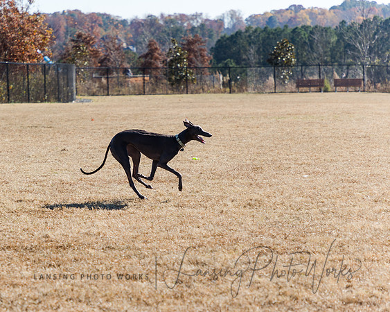 DogPark2023-53