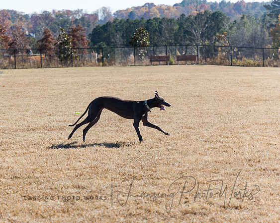 DogPark2023-54