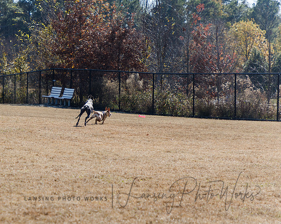DogPark2023-55