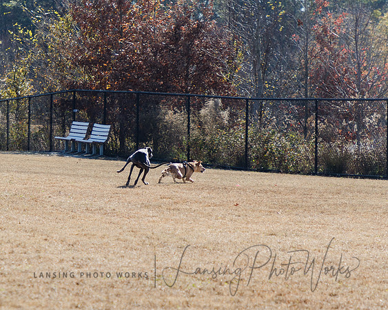 DogPark2023-56