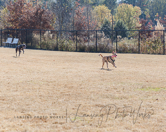 DogPark2023-57