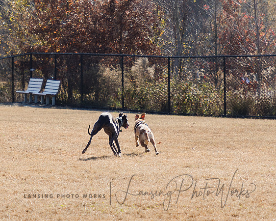 DogPark2023-64