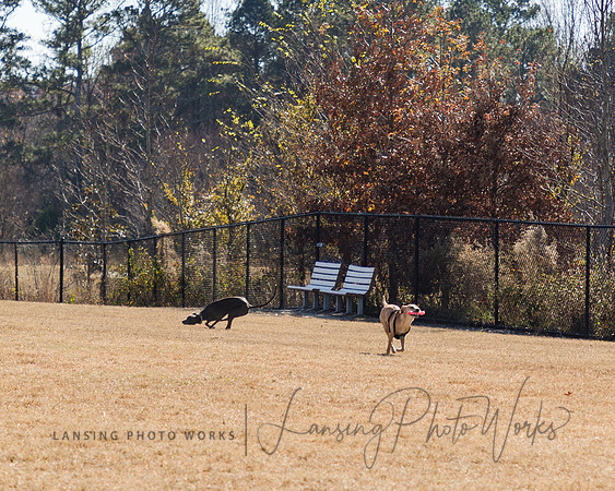 DogPark2023-65