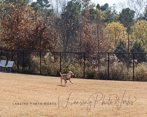 DogPark2023-66