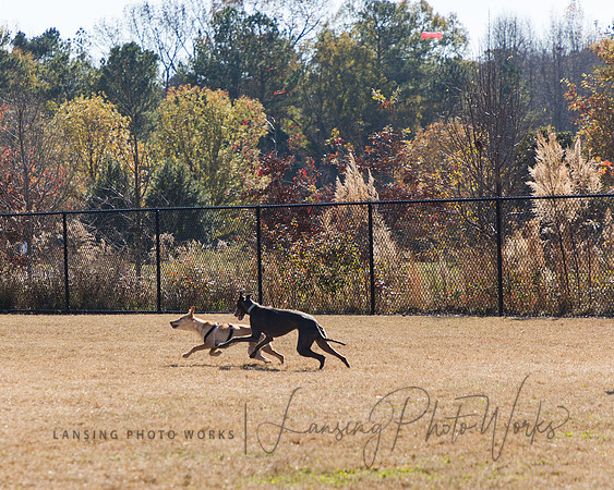 DogPark2023-68