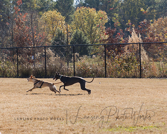DogPark2023-69