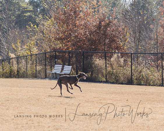 DogPark2023-70