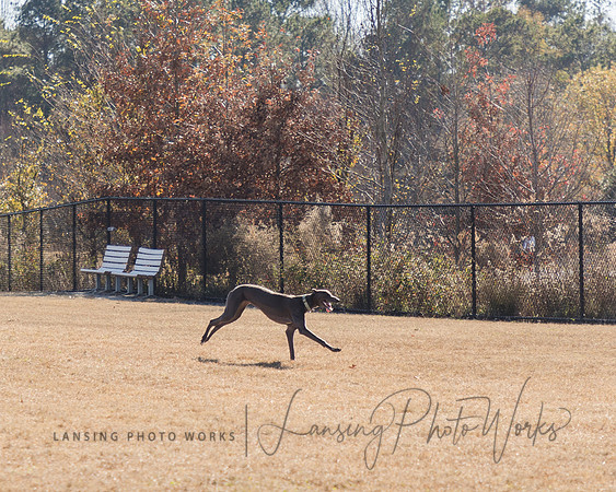 DogPark2023-71