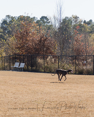DogPark2023-72