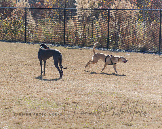 DogPark2023-73