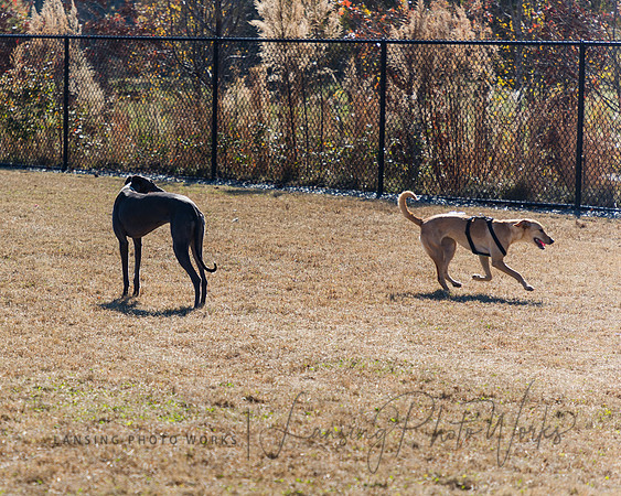 DogPark2023-74