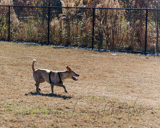 DogPark2023-76