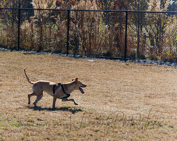 DogPark2023-77