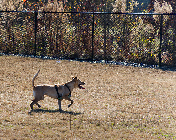 DogPark2023-78