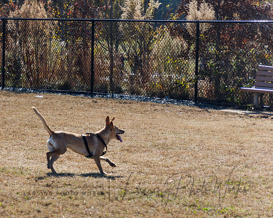 DogPark2023-79