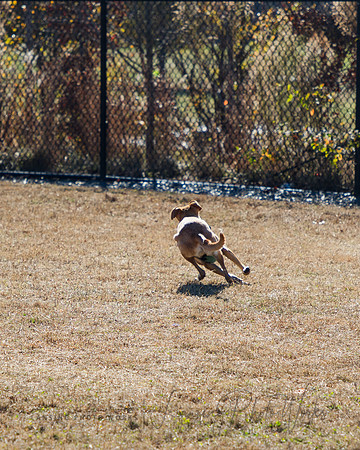 DogPark2023-80