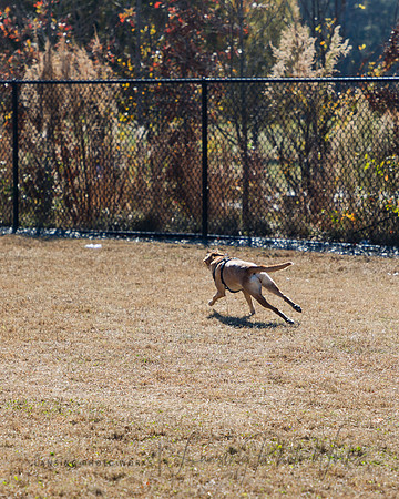 DogPark2023-81