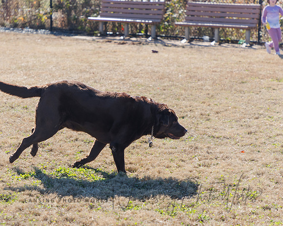 DogPark2023-92