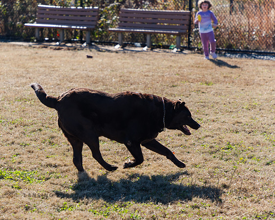 DogPark2023-93