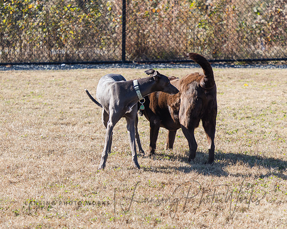 DogPark2023-95