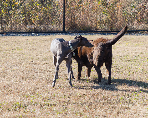 DogPark2023-96