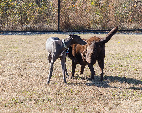 DogPark2023-97