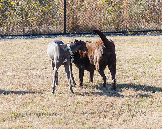 DogPark2023-98