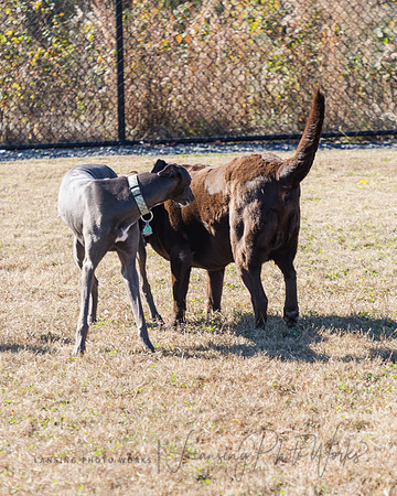 DogPark2023-99