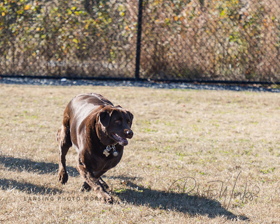 DogPark2023-100