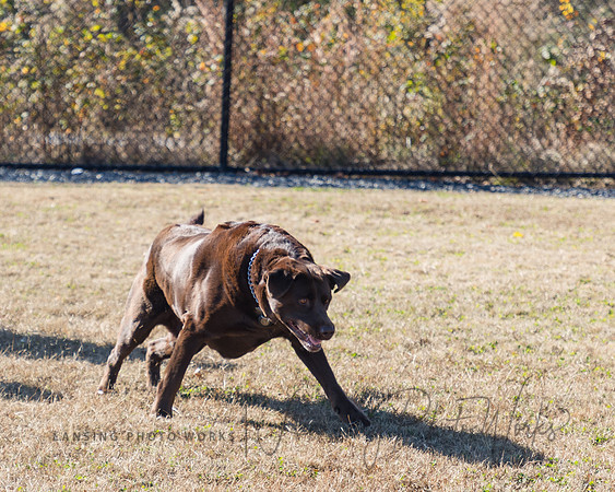 DogPark2023-101