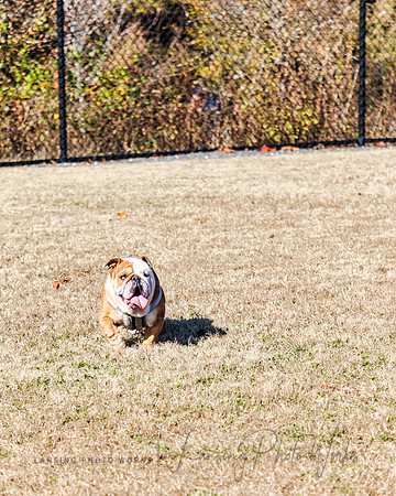 DogPark2023-107