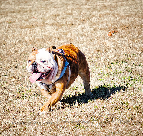 DogPark2023-108