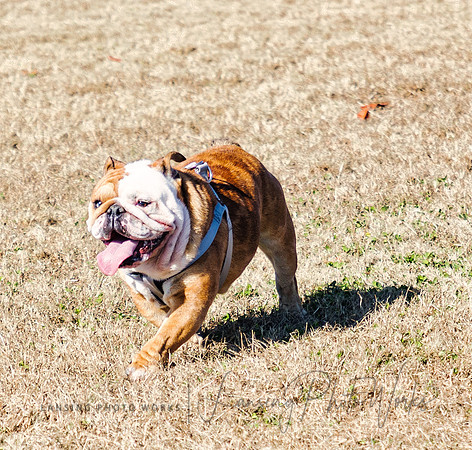 DogPark2023-109
