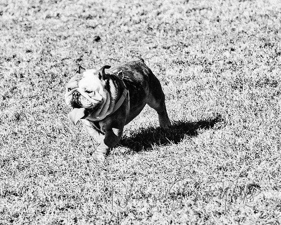 DogPark2023-110