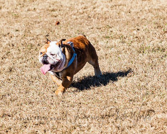 DogPark2023-111