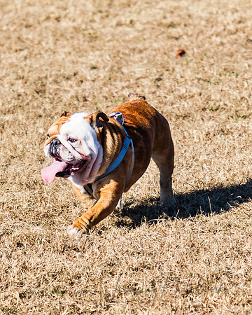 DogPark2023-113