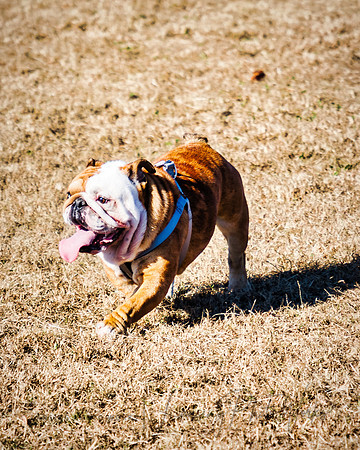 DogPark2023-112