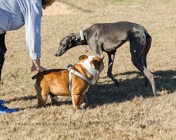 DogPark2023-114