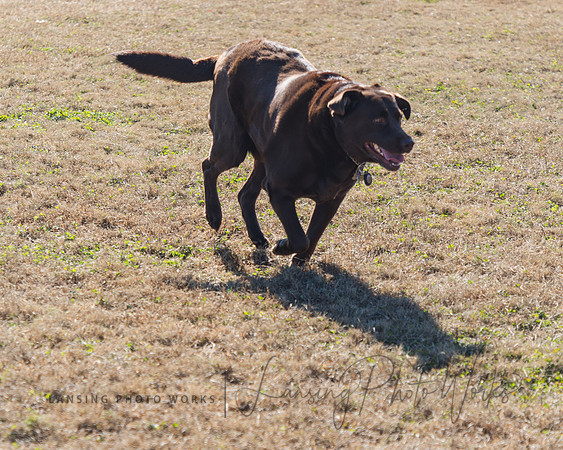 DogPark2023-115