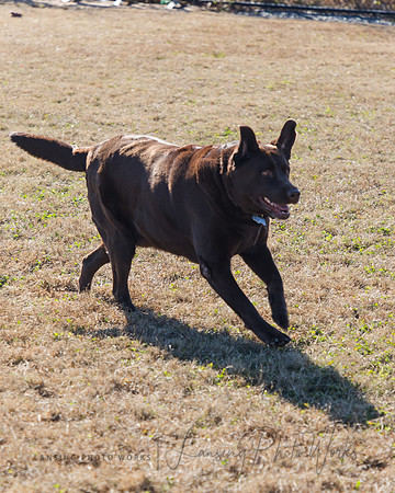 DogPark2023-116