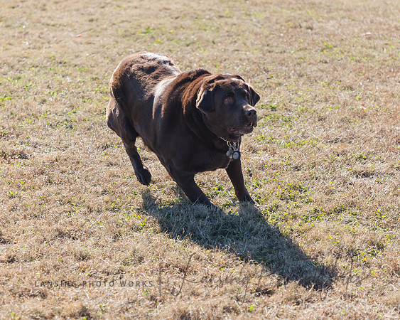 DogPark2023-117