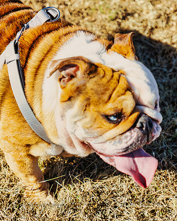 DogPark2023-118