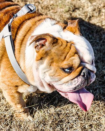 DogPark2023-119
