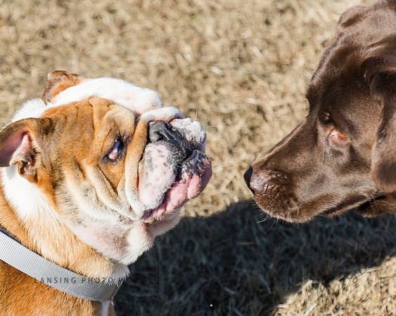 DogPark2023-120